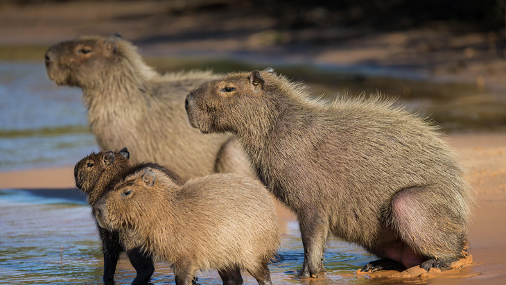 Capybara đang trở thành 