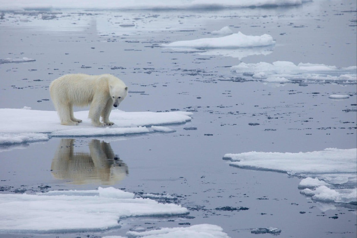 Một con gấu Bắc Cực đang đứng trên băng biển Bắc Cực tan chảy ở Svalbard, Na Uy - Ảnh: AFP