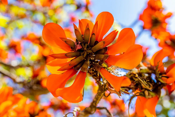 Loài cây Erythrina caffra sẽ được đổi tên thành Erythrina affra - Ảnh: Shutterstock