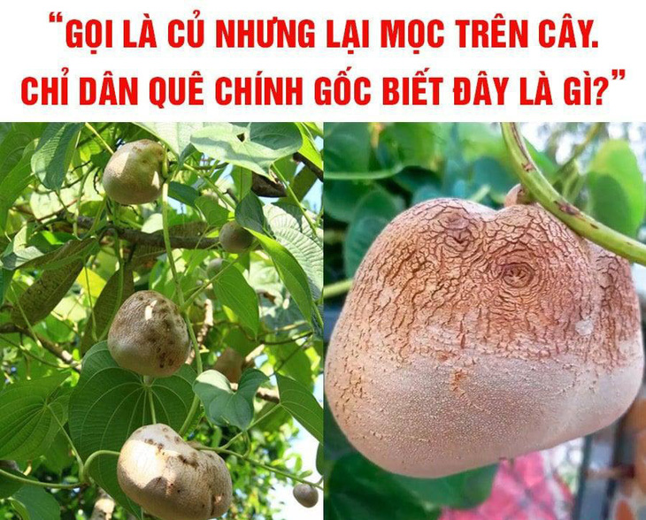 Quả gì mọc trên cây nhưng gọi là củ?- Ảnh 1.