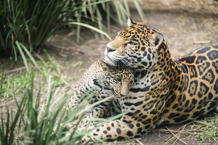 Báo đốm Châu Phi ôm lấy đàn con của mình tại Vườn thú Chapultepec ở Thành phố Mexico, Mexico ngày 23-7 - Ảnh: REUTERS