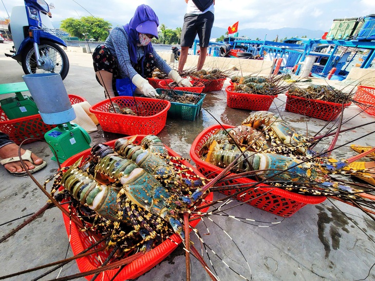 Tôm hùm Cam Ranh nổi tiếng với kích cỡ to, ngon ngọt và chất lượng cao - Ảnh: TRẦN HOÀI