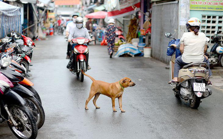 7 tháng, 56 người tử vong vì bệnh dại, chỉ hơn một nửa chó nuôi được tiêm phòng