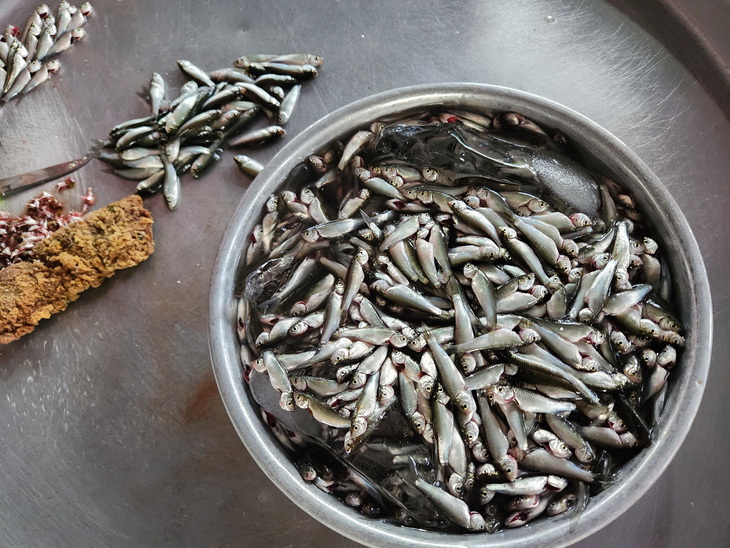 Young linh fish at the beginning of the season - Photo: BUU DAU