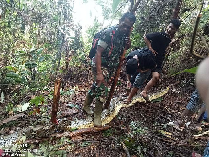 Đây là vụ trăn tấn công chết người thứ hai ở tỉnh Nam Sulawesi, Indonesia trong vòng một tháng. Người chồng đã gọi dân làng đến giúp mổ bụng con trăn và tìm thấy thi thể vợ - Ảnh: VIRALPRESS