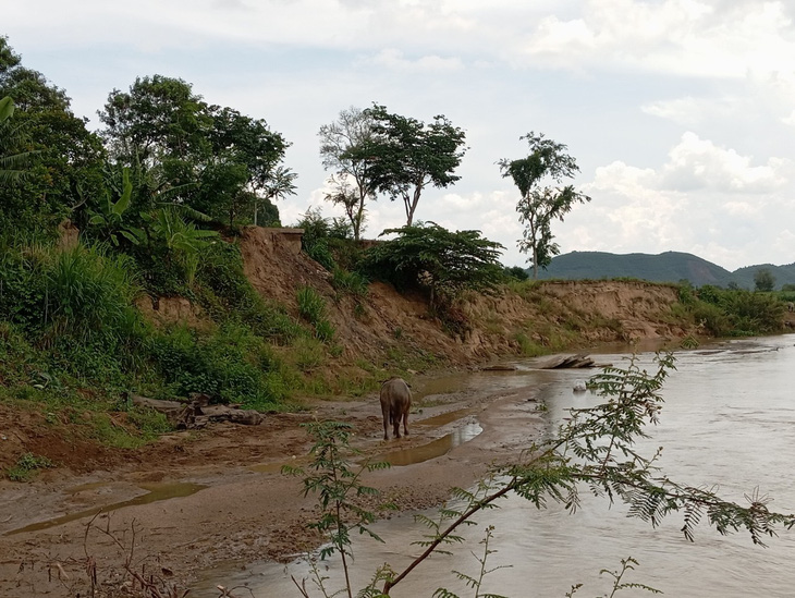 Sông Krông Bông qua khu vực thôn 1 xã Hòa Phong, Krông Bông, Đắk Lắk bị sạt lở - Ảnh: L.N.