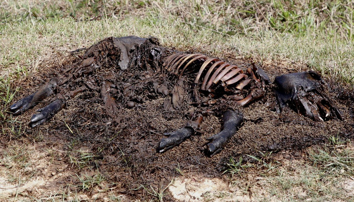 Xác một con lợn chết đã thối rữa bị vứt bừa bãi trên đồng gây lo lắng dịch bệnh cho người dân - Ảnh: QUỐC NAM