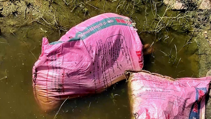 Nhiều con lợn chết được bỏ vào bao tải vứt ra đồng, ruồi nhặng bâu đầy - Ảnh: QUỐC NAM