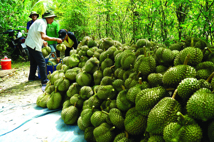 Thương lái mua sầu riêng tại vườn ở huyện Cai Lậy (Tiền Giang). Ảnh: MẬU TRƯỜNG