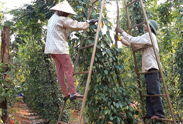 Thu hoạch hồ tiêu - Ảnh: N.TRÍ