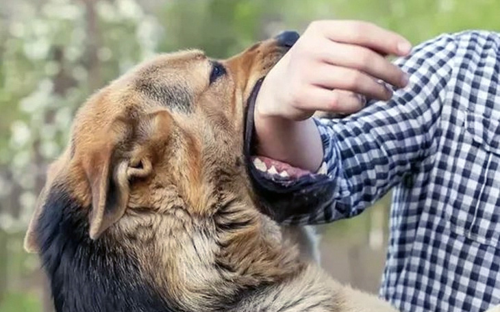 Hai vợ chồng tự xử lý vết thương do chó cắn, người vợ chết vì bệnh dại