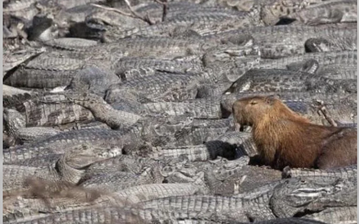 Tại sao giới trẻ mê đứ đừ Capybara?