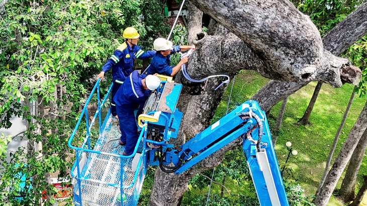 TP.HCM tổng 'khám sức khỏe' cây lâu năm- Ảnh 1.