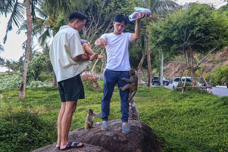 Nhiều du khách đứng ngồi không yên vì bị khỉ "giật" thức ăn - Ảnh: THANH NGUYÊN