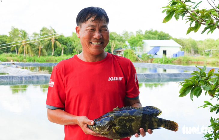 Dân Kiên Giang ‘sống khỏe’ nhờ nuôi cá mú trong ao đất - Ảnh 1.