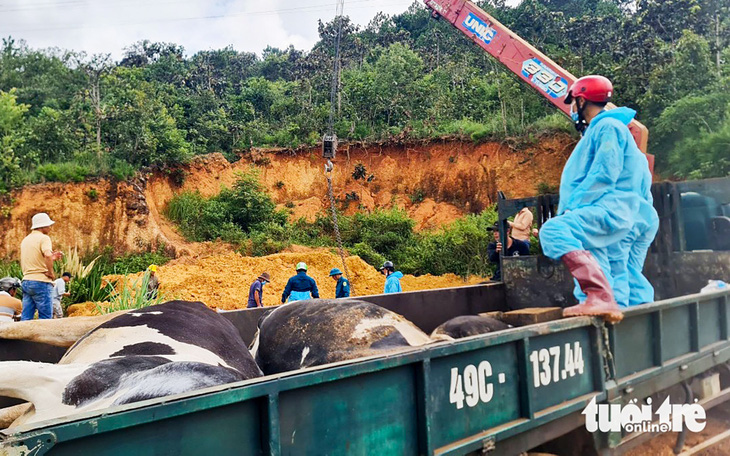 Không đồng ý phương án bồi thường bò sữa chết, nông dân đòi khởi kiện Navetco - Ảnh 5.