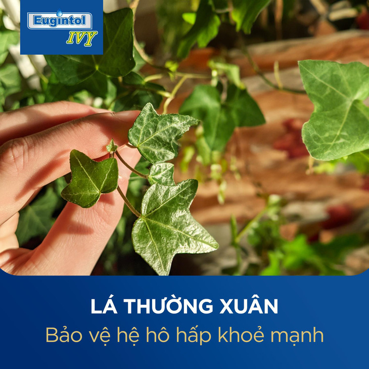 Giải pháp giảm ho tự nhiên, an toàn cho mọi lứa tuổi - Ảnh 2.