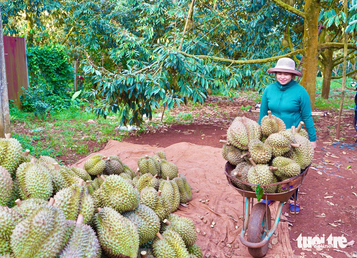 Thương lái bỏ cọc sầu riêng: Do trời hay do người? - Ảnh 1.