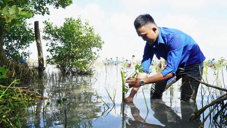 Trồng 120.000 cây mắm tại Cà Mau chống sạt lở đê Biển Tây - Ảnh 1.