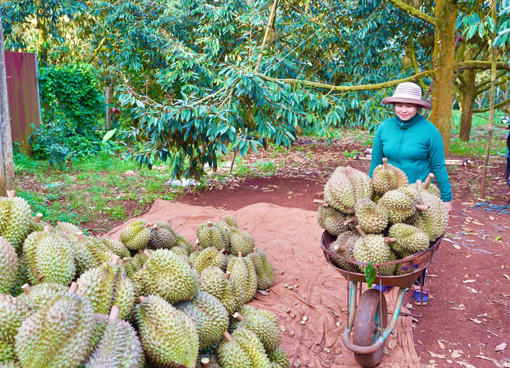 Sầu riêng xuất khẩu có dư lượng thuốc bảo vệ thực vật vượt ngưỡng, châu Âu tăng tần suất kiểm tra - Ảnh 2.