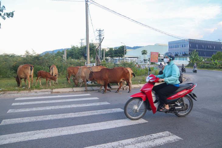 Nguy hiểm bò thả rông trên nhiều tuyến đường ở Đà Nẵng - Ảnh 4.