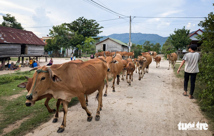 Bò cỏ và chảo lửa làm ra món bò một nắng Krông Pa khét tiếng muôn phương - Ảnh 3.