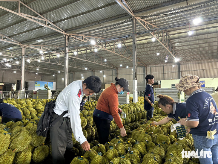 Kiểm tra kho hàng của Công ty Dũng Thái Sơn ở huyện Krông Pắk, Đắk Lắk - Ảnh: C.N.