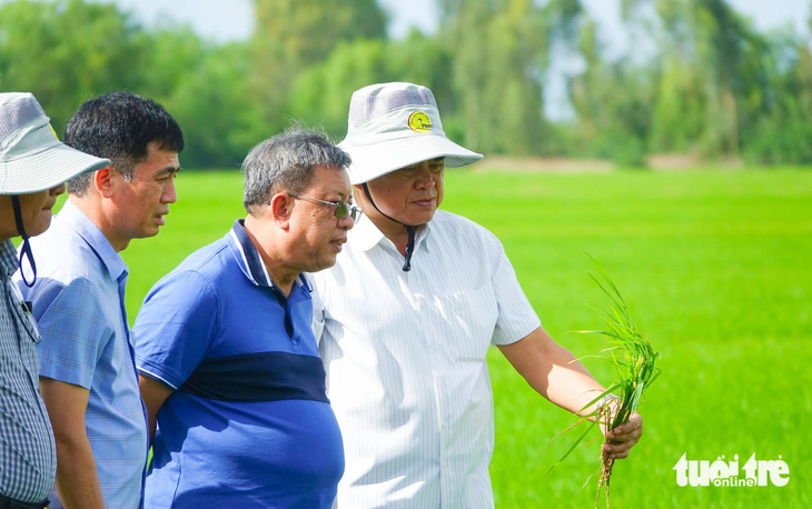 Đề án 1 triệu ha lúa chất lượng cao giúp dân Kiên Giang sản xuất gắn liền tiêu thụ - Ảnh 1.