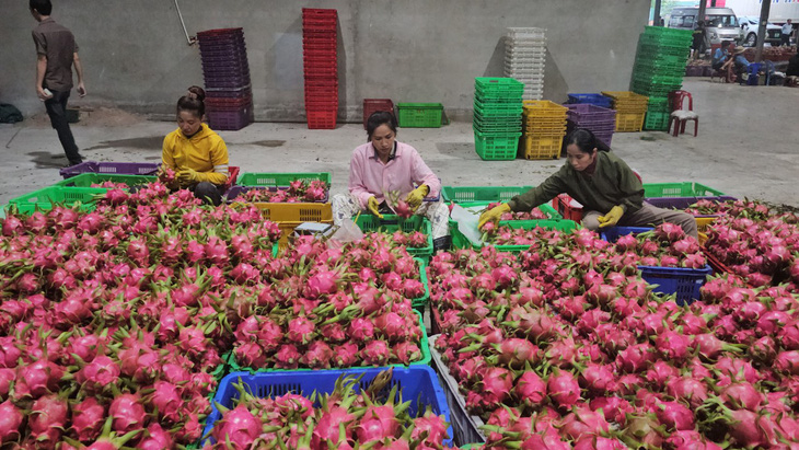 Bình Thuận, Ninh Thuận hứa tăng chất lượng thanh long, nho, táo... bán vào TP.HCM- Ảnh 1.