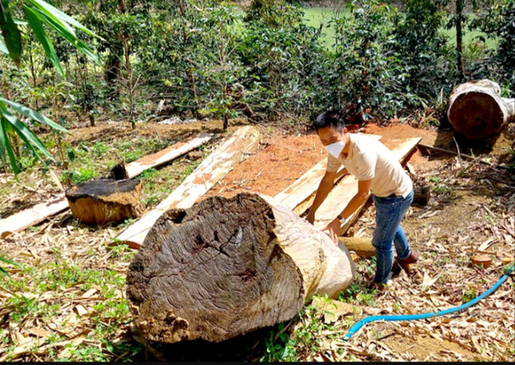 Cây rừng bị chặt hạ tại một dự án giao rừng cho doanh nghiệp ở huyện Kon Plông, Kon Tum - Ảnh: L.T