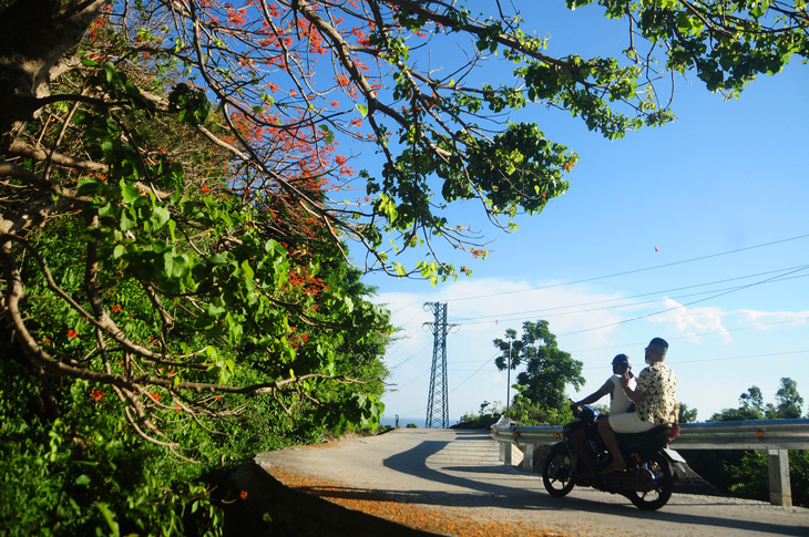 Đến Cù Lao Chàm mùa này, hoa ngô đồng đỏ nở rợp Bãi Làng, Bãi Xếp, Bãi Hương- Ảnh 3.