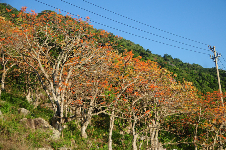 Đến Cù Lao Chàm mùa này, hoa ngô đồng đỏ nở rợp Bãi Làng, Bãi Xếp, Bãi Hương- Ảnh 6.