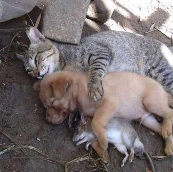 Nhà có 3 đứa