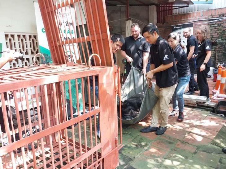 Cứu hộ gấu ngựa nuôi nhốt cuối cùng ở Vĩnh Phúc- Ảnh 1. Cá thể gấu ngựa nuôi nhốt cuối cùng ở Vĩnh Phúc được chuyển về Trung tâm Cứu hộ gấu Việt Nam - Ảnh: Tổ chức Động vật châu Á