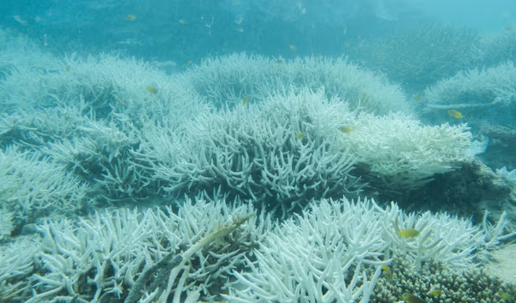 San hô trắng tại Rạn san hô Great Barrier năm 2024 sau sự kiện tẩy trắng hàng loạt, một trong nhiều sự kiện như vậy trong những năm gần đây. Ảnh: Ove Hoegh-Guldberg San hô trắng tại rạn san hô Great Barrier năm 2024 sau sự kiện tẩy trắng hàng loạt - Ảnh: Ove Hoegh-Guldberg