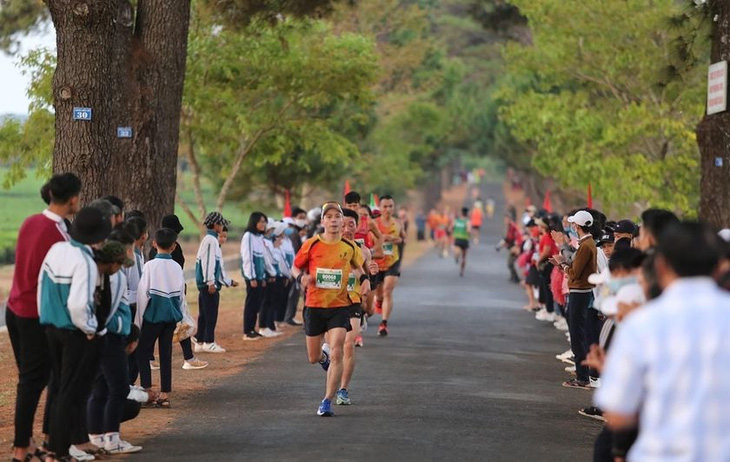 Các vận động viên chạy dưới hàng thông trăm tuổi cạnh đồi chè Biển Hồ, Gia Lai - Ảnh: Gia Lai City Trail