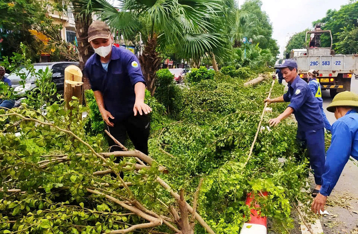 Cùng nhau đi... dọn cây - Ảnh 2.