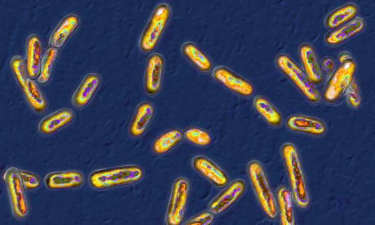 vi-khuan-tieu-chay-clostridium-difficile-getty-1725947991257227353055.jpg