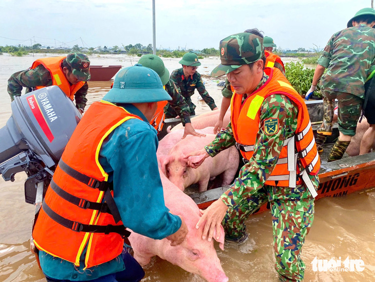 Người dân tập trung giải cứu hàng nghìn con heo, cây cảnh tiền tỉ bị lũ nhấn chìm - Ảnh 11.