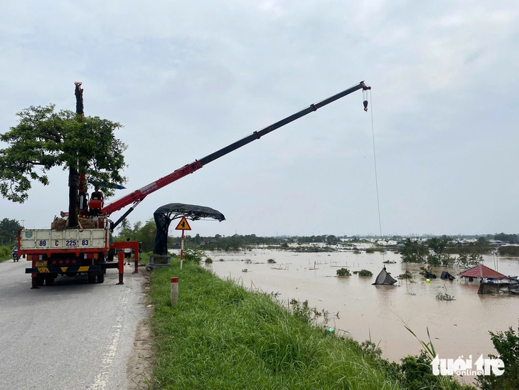 Cây cảnh tiền tỉ bị nước lũ nhấn chìm, người dân tập trung giải cứu hàng nghìn con lợn trước - Ảnh 14.