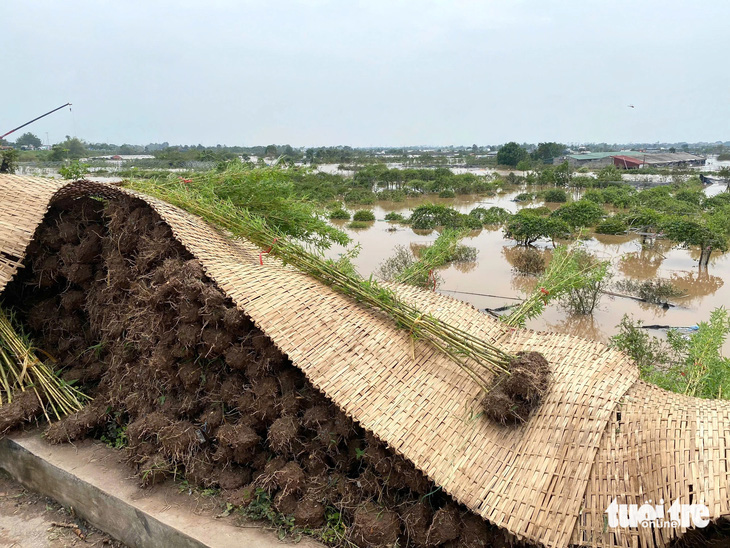 Người dân tập trung giải cứu hàng nghìn con heo, cây cảnh tiền tỉ bị lũ nhấn chìm - Ảnh 18.