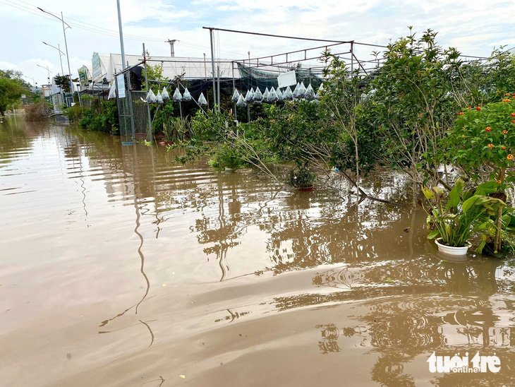 Cây cảnh tiền tỉ bị nước lũ nhấn chìm, người dân tập trung giải cứu hàng nghìn con lợn trước - Ảnh 17.