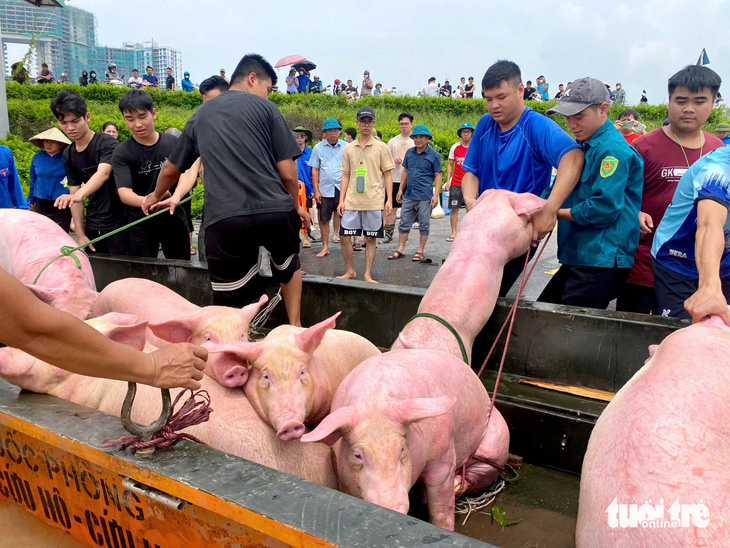 Cây cảnh tiền tỉ bị nước lũ nhấn chìm, người dân tập trung giải cứu hàng nghìn con lợn trước - Ảnh 8.