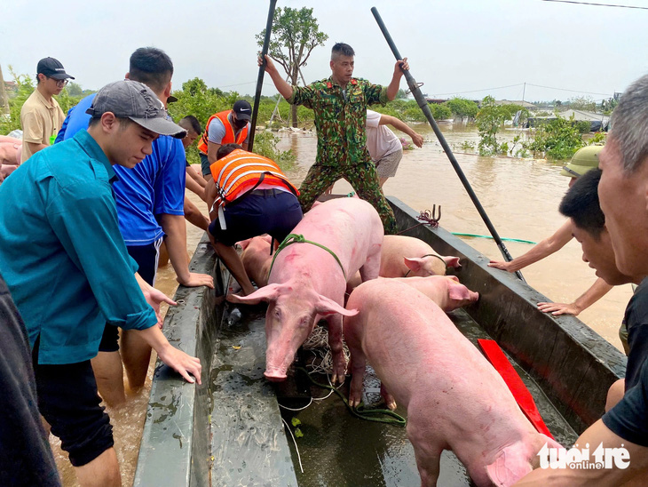 Người dân tập trung giải cứu hàng nghìn con heo, cây cảnh tiền tỉ bị lũ nhấn chìm - Ảnh 5.