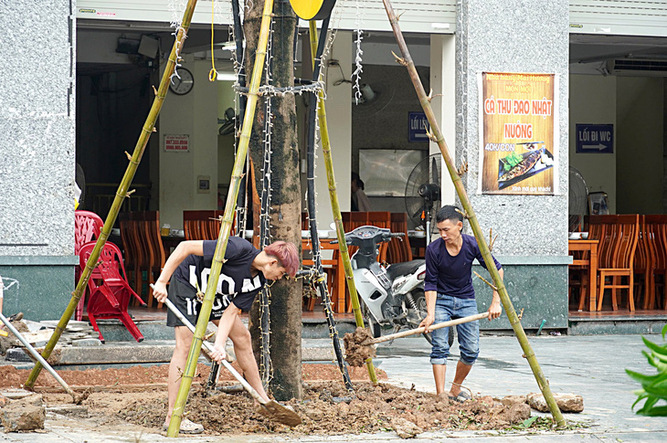 Dọn, cứu cây xanh: Người ít nhưng việc quá nhiều - Ảnh 1.