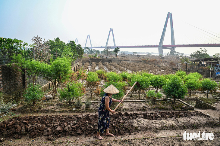 Xót xa hàng chục ngàn gốc đào ở Nhật Tân, Phú Thượng chết sau lũ - Ảnh 7.