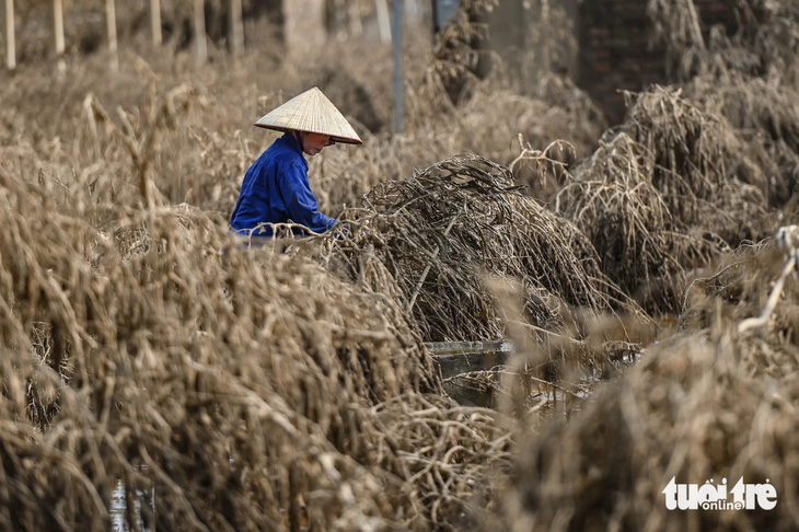 Hàng chục nghìn gốc đào ở làng Nhật Tân, Phú Thượng bị 'xóa sổ' do lũ sông Hồng - Ảnh 10.