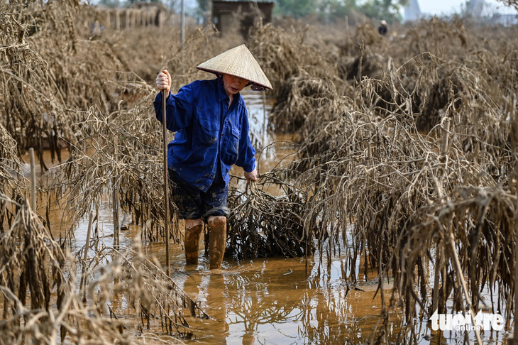 Hàng chục nghìn gốc đào ở làng Nhật Tân, Phú Thượng bị 'xóa sổ' do lũ sông Hồng - Ảnh 12.