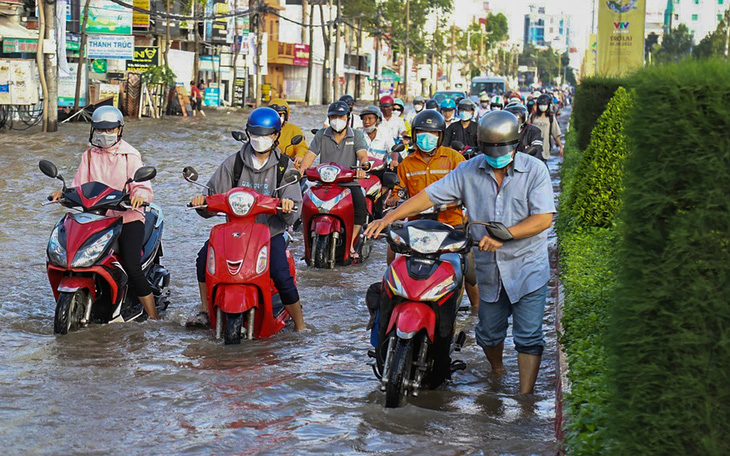 Lúa hư hại do mưa dầm, không chờ thương lái đến mua mới thu hoạch