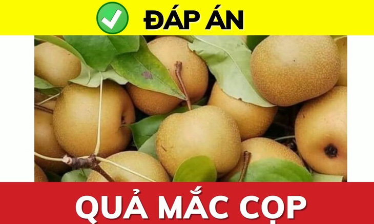 Đuổi hình bắt chữ: Đây là quả gì? - Ảnh 1.